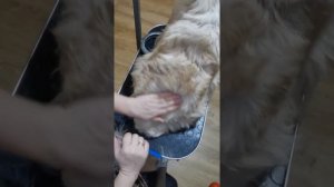 тримминг. положение руки во время тримминга.