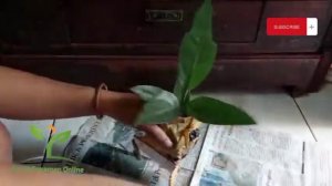 UNBOXING ANTHURIUM BLACK BEAUTY