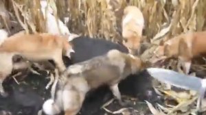 охота на кабана с лайками