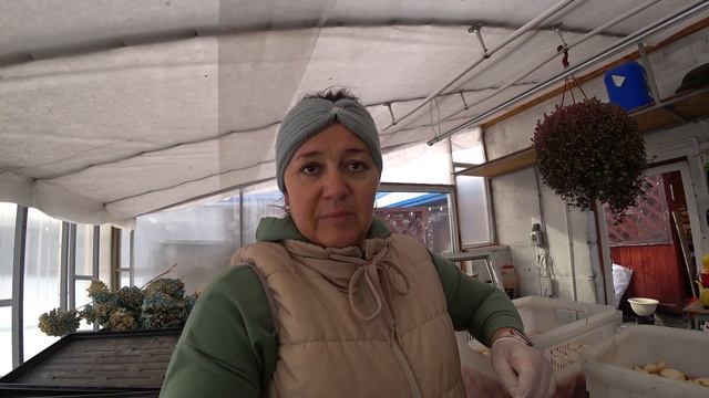 Посадка тюльпанов для своего цветочного магазина, не срез! - Урожай 2024 год смотреть онлайн