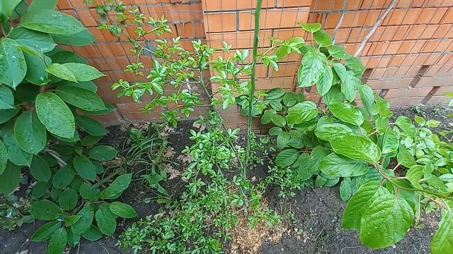 Весенний сад, обзор, экзотические растения смотреть онлайн