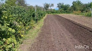 Подготовка участка под посадку клубники. Часть 3. Посадка по агроволокну