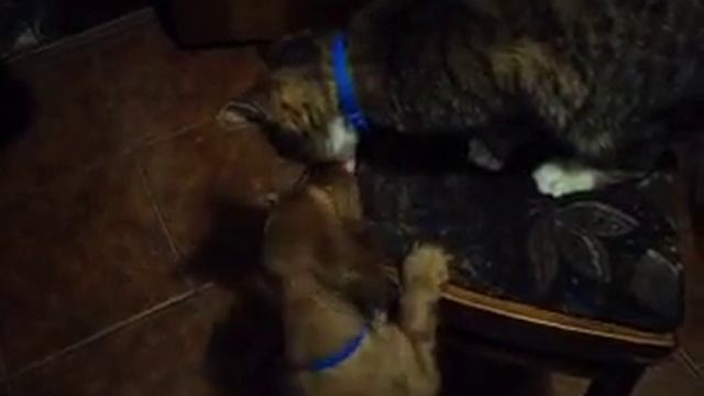 Кот прикольно кормит спасённого щенка/Необычная дружба щенка и кота/Funny Videos смотреть онлайн