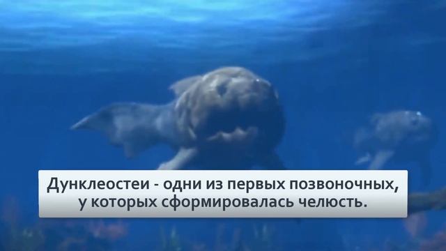 Дунклеостей Гигантская бронированная «торпеда» Видео ? Книг