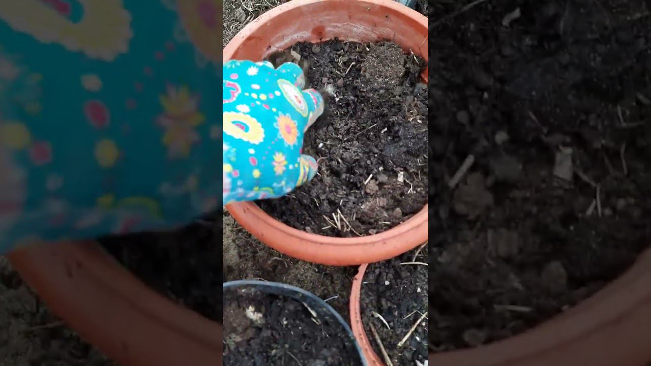 Что за зверь ??? Она съела все хосты и лилии !!! смотреть онлайн