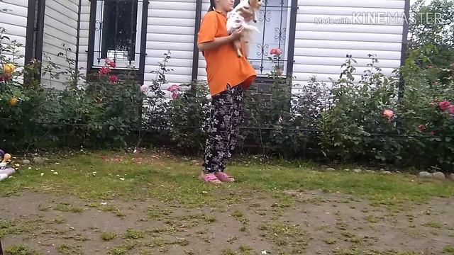 Лето, солнце и теплый денёк, в компании с Кавалер Кинг Чарльз спаниелем смотреть онлайн