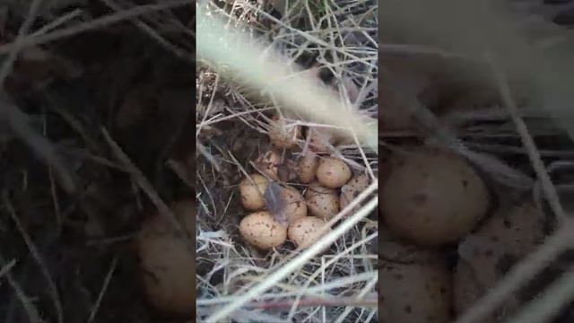 3 мая 2020 г. Глухариная кладка смотреть онлайн