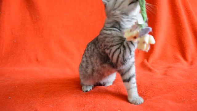 Купить шотландского пятнистого котенка. Предлагаем: Шотландские котята пятнистого окраса.
