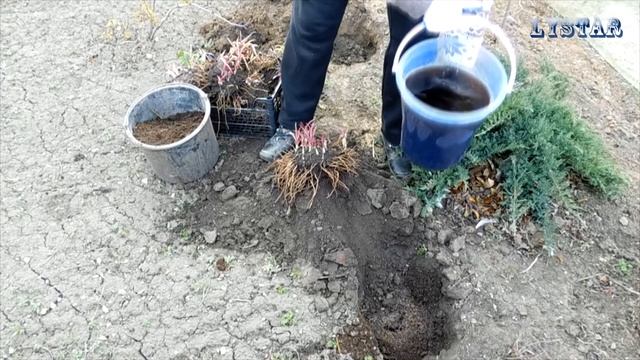 Традесканция как сажать сажаем посадить посадка традесканцию традесканция