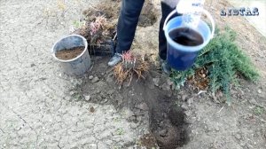 Традесканция как сажать сажаем посадить посадка традесканцию традесканция