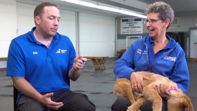 Golden Retriever Puppy First Week Home - Professional Dog Training Tips смотреть онлайн