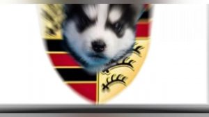 Марки автомобилей + ШИЗА =