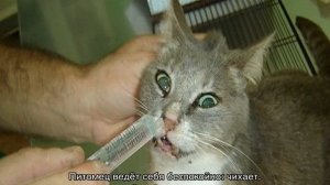 Сопли у котенка, кота и кошки: чем лечить