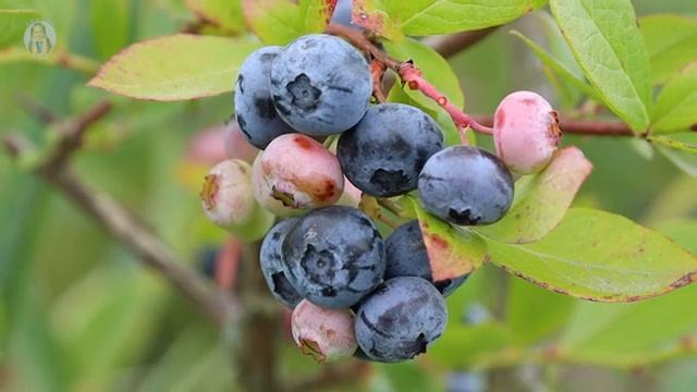 Экофермер Юрий Данилович Шарец о голубике / часть 1 смотреть онлайн