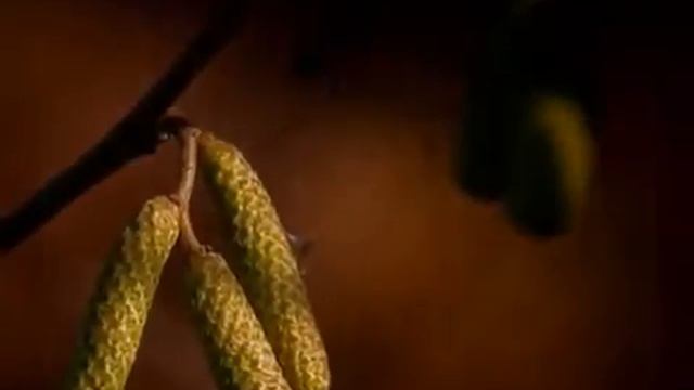 Велеслава - Боль отпусти меня смотреть онлайн