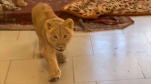 Команда милых львят готовит "побег". Асада и Шерхан играют вместе! Тайган