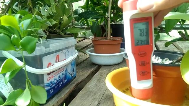 Непентес вентранта смотреть онлайн