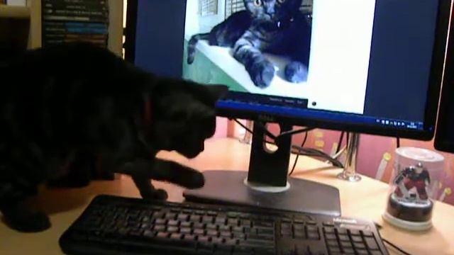 Полковнику Федману Кассаду 6 месяцев. 2017 г. смотреть онлайн