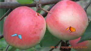Яблоня средний Строевское (malus stroevskoe) ? обзор: как сажать, саженцы яблони Строевское