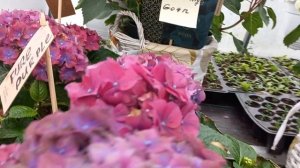 Гортензия,,PURE "Самые крупные соцветия! Ремонтантая!