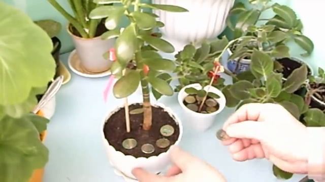 Как привлечь денежные потоки к себе в дом. Денежное дерево. Комнатные растения. ? смотреть онлайн