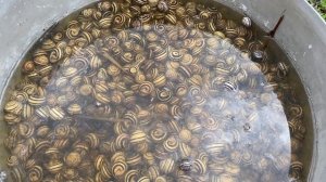 Я собрал пол ведра улиток и сварили. Средства борьбы с улитками