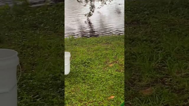 Alligator about to my son ￼ #explore #viral #community #trending #shortvideo смотреть онлайн