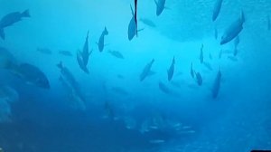 y1, Accuphase E-305, Yamaha NS-1000-M, BRZHIFI DC200 BREEZE dac,