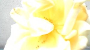 Чайна гибридная желтая роза  - Hybrid Tea Rose Yellow