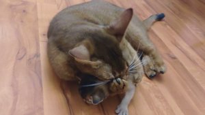 Абиссинская кошка ест котёнка. Abyssinian cat eating kitten