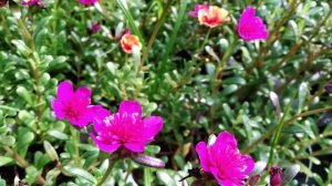 Cindrella Purslane - Beautiful Flowers