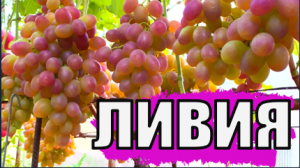 Виноград. Сорт ЛИВИЯ. Полное описание и рекомендации по выращиванию/ Описание сортов винограда
