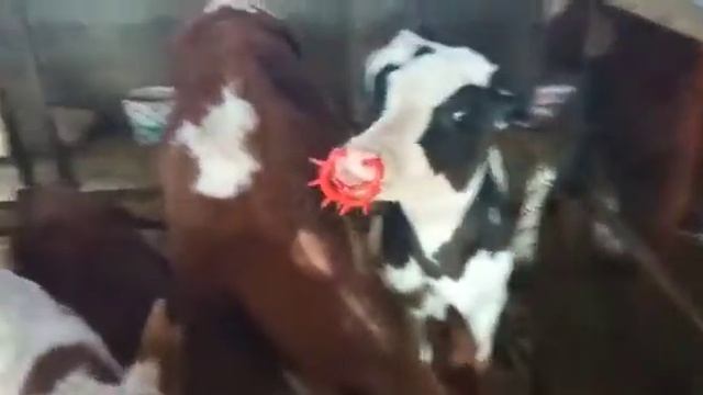 как отучить теленка сосать корову.