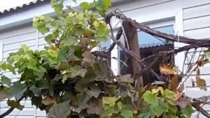 Обшивка сайдингом деревянного дома