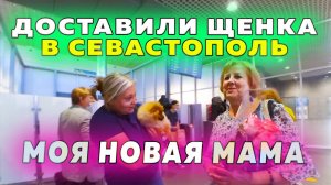 Шпиц Николь в Севастополе. Первая встреча с хозяйкой. Крым Севастополь 2021