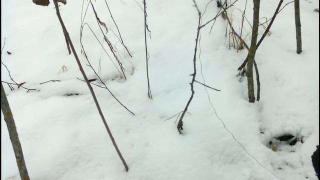 Проверка Петель на Зайца смотреть онлайн