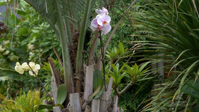 Zone Pushing Experiments - Bismarckia Nobilis and Phalaenopsis Orchids growing outdoors in zone 5B смотреть онлайн