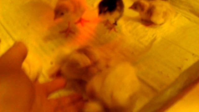 Индюшата смотреть онлайн