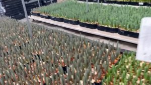 Выгонка тюльпанов к 8 марта🌷 Обзор на 31 января