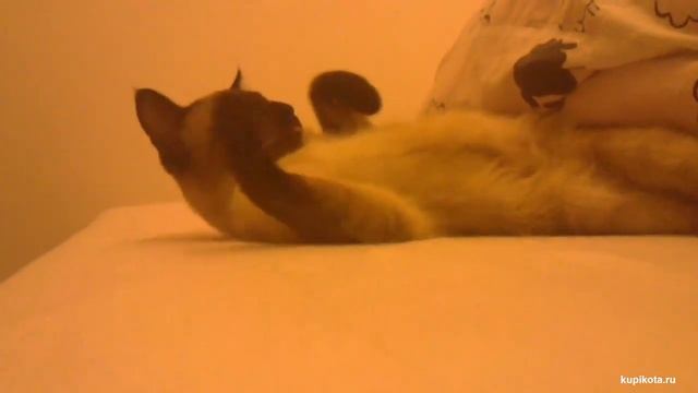 Тайская кошка порода кошек смотреть онлайн