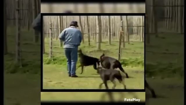 Доберман что за порода все о ней смотреть онлайн