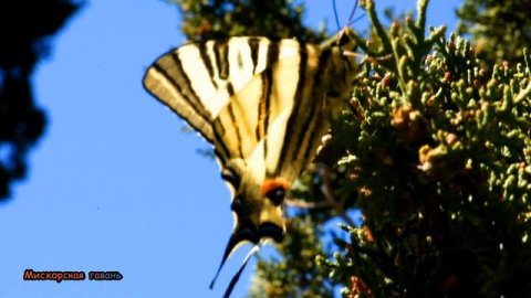 Бабочка Подалирий из семейства парусников. Крымская красавица на хвое кипариса. Мисхор Крым 🍎