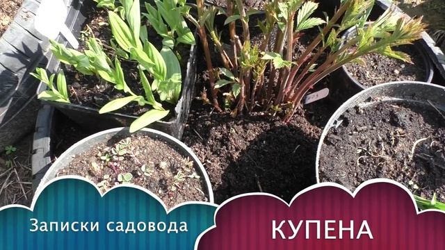 Редкие растения моего сада