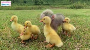 Happy moments of BiBi with ducklings