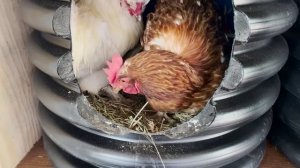 Гнезда курам несушкам из вертикально поставленной трубы для септика