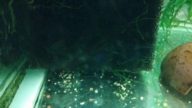 Коридорас венесуэла оранж (Corydoras aeneus «Venezuela Orange») нерест, часть вторая.. смотреть онлайн