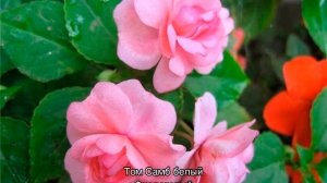 Бальзамин Том Тамб — выращивание из семян в домашних условиях