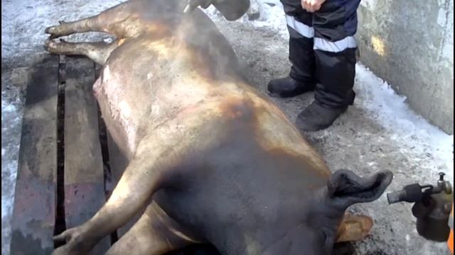 некастрированный кабан на мясо смотреть онлайн