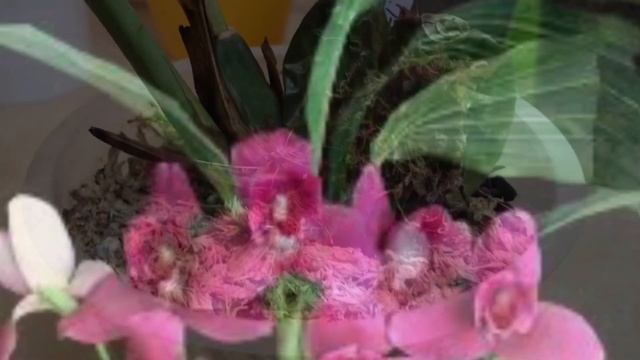 Орхидея Lycaste (ликаста). Нужна ваша помощь!