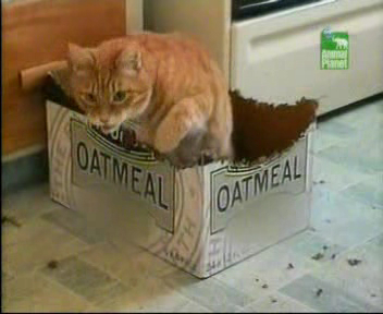 А что? Можно и картон...